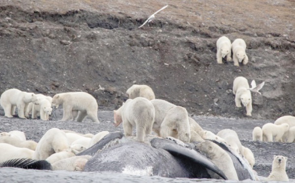 Des ours polaires massés sur une île à cause du réchauffement