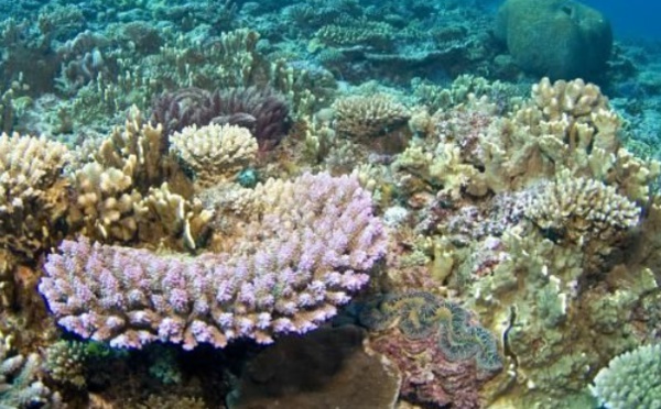 Des chercheurs réussissent à transplanter du corail