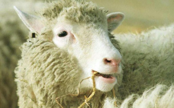 L'arthrose de Dolly sans rapport avec son clonage
