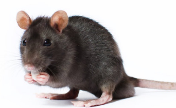 Avec le changement climatique, la souris mute et remonte au Nord