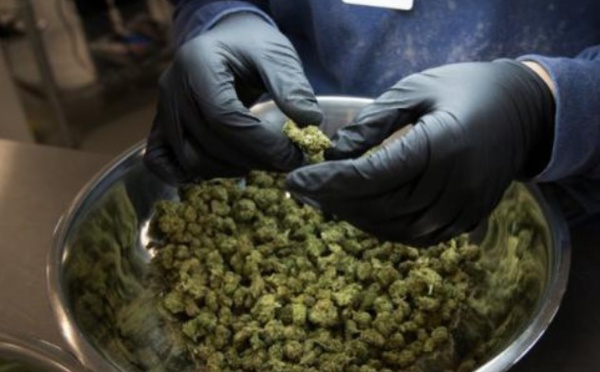 Insolite : Calendrier de l'avent au cannabis