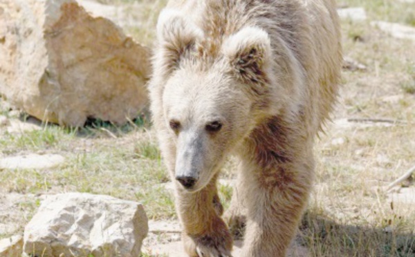 Le Yéti ? Un ours des hautes montagnes de l'Asie