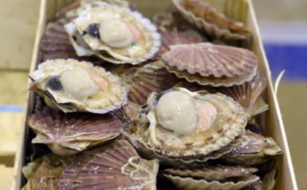 La coquille Saint-Jacques a jusqu'à 200 yeux