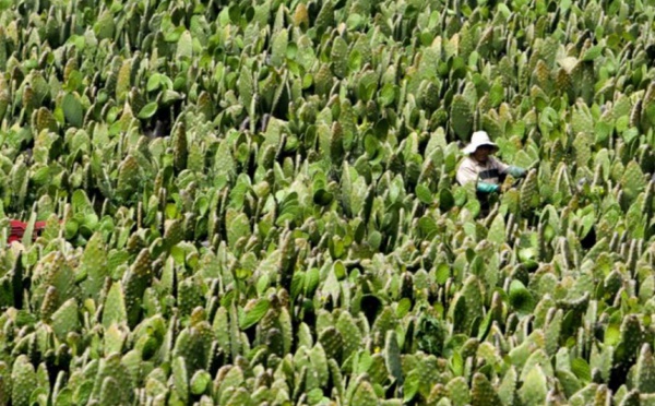 Insolite : Le cactus, un aliment d'avenir