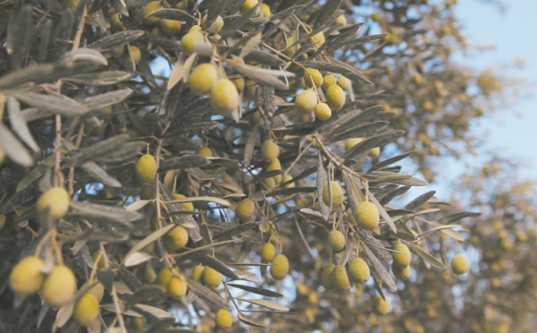 ​Les oliviers représentent 55% de la superficie  globale des arbres fruitiers de Rabat-Salé-Kénitra