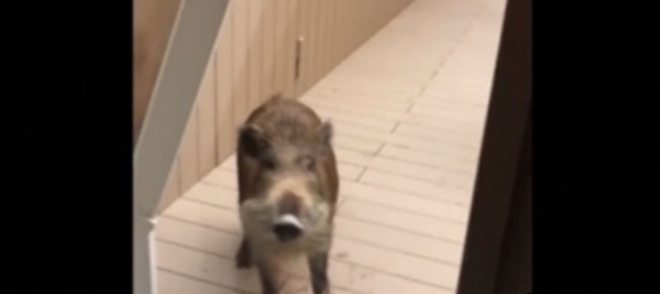 Insolite : Panique au lycée