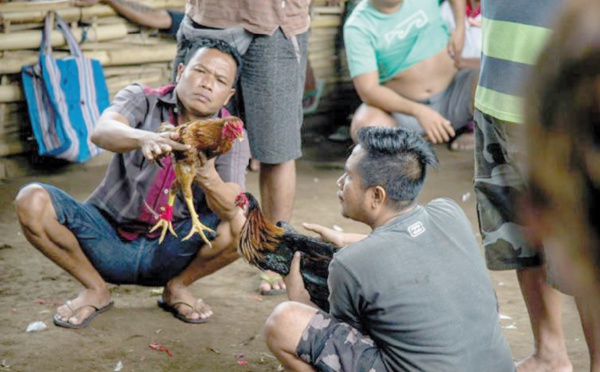 A Bali, les coqs combattent malgré le volcan
