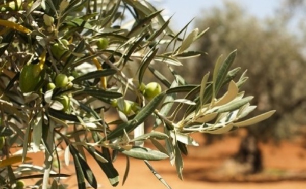 Troisièmes Assises régionales de l’olivier à Tétouan