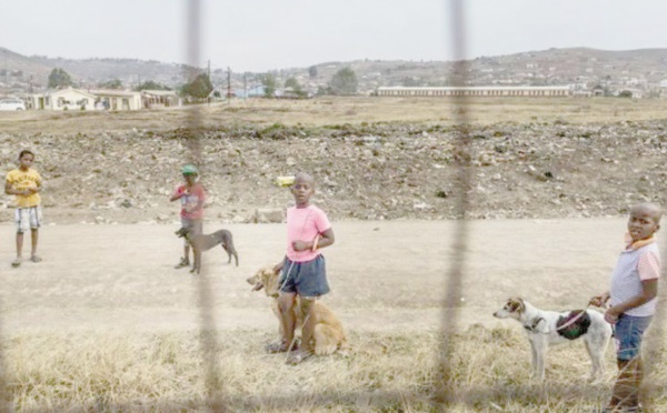 Dans le township d'Howick, les chiens comme antidote à la violence