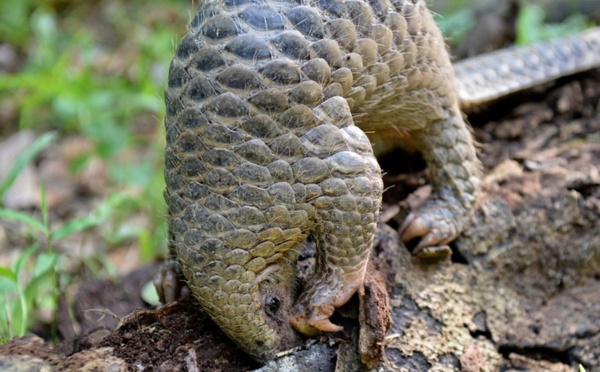 Le trafic de pangolins, véritable casse-tête