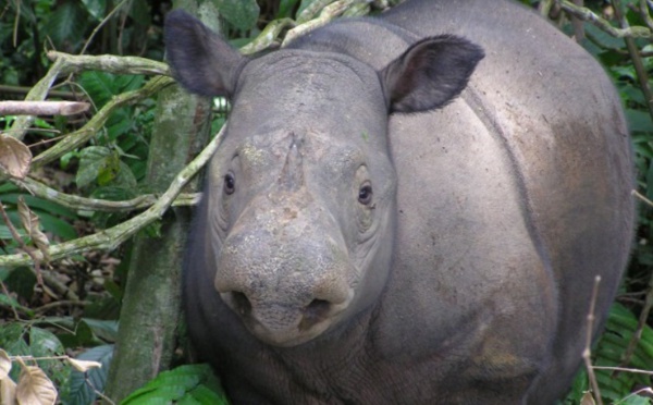 Le rhinocéros de Sumatra en voie d'extinction depuis un million d'années