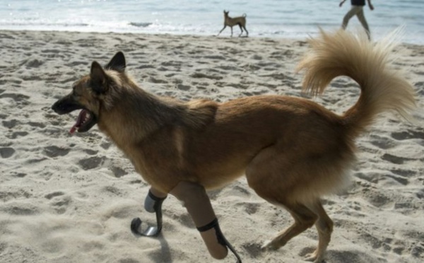 Un chien équipé de prothèses à la Pistorius