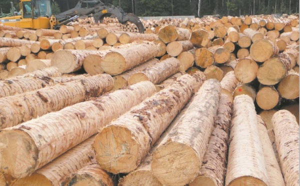 La production mondiale de bois enregistre une croissance accélérée