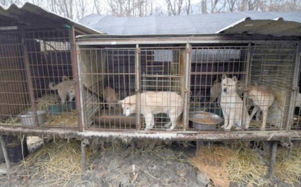 Eleveur de viande canine en Corée du Sud, un métier de chien
