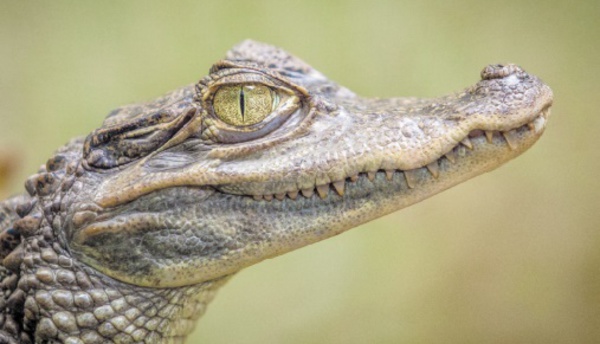 Insolite : Face à un crocodile