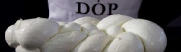 Insolite : Guerre  des mozzarella