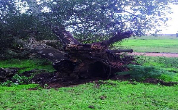 Projet de création d’un centre de transfert de déchets au cœur de la forêt de chêne liège : Crime écologique prémédité à la Maâmora