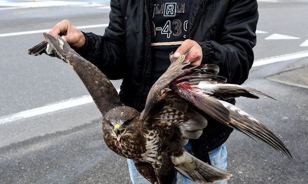 L'Albanie perd son aigle