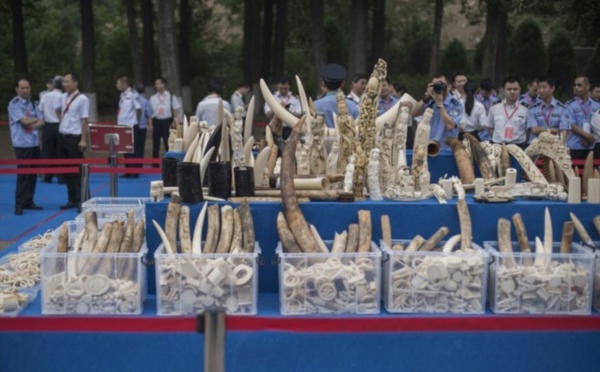 Le commerce de l'ivoire totalement interdit en Chine