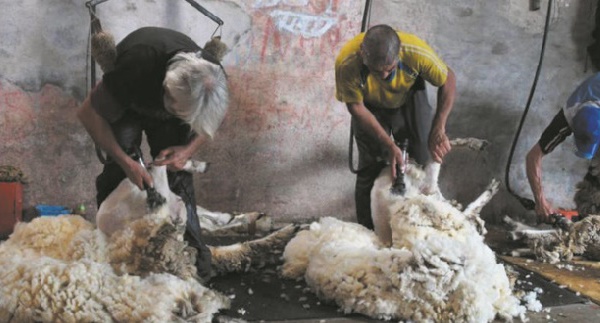 Des moutons aux berlines allemandes, l'Uruguay fait voyager sa laine