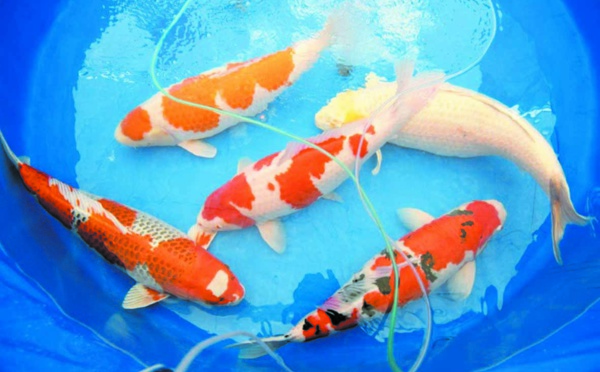 Les carpes koï colorées, des reines de beauté made in Japan