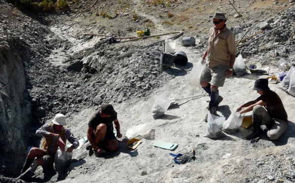 Découverte d'un fossile de chauve-souris géante en Nouvelle-Zélande