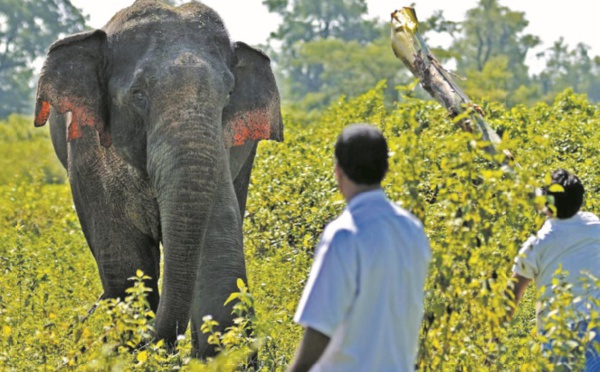 Insolite : Traque contre un éléphant