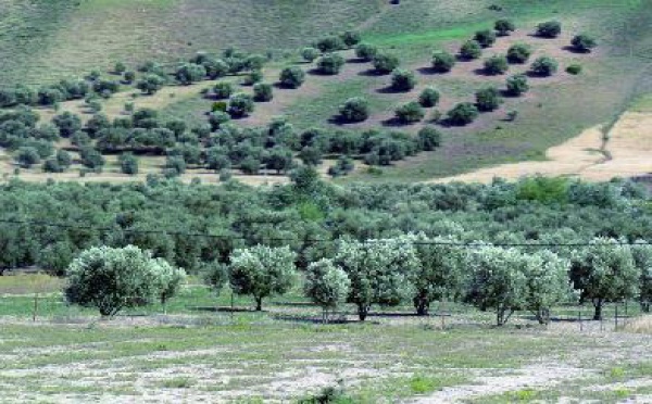 Réhabilitation des amandiers à Tafraout : Les associations de développement local perdent la bataille