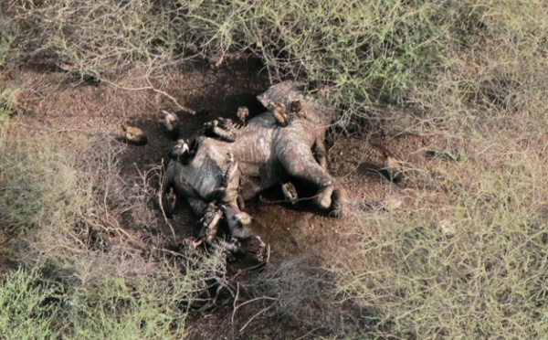 La faune sauvage, victime collatérale des guerres