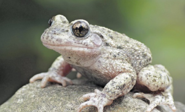 Insolite : Copulation des crapauds