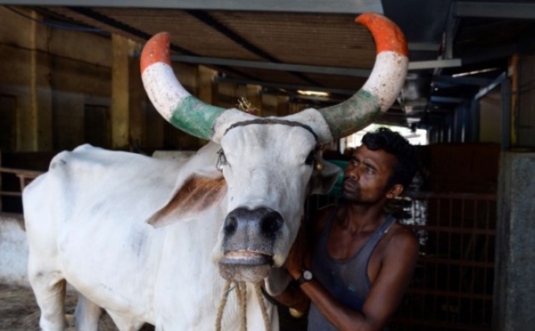 Insolite : "Thérapie de la vache"