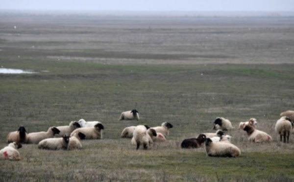 Ces moutons roumains qui rendent chèvres les militaires américains
