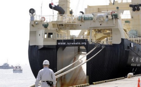 Le Japon décidé à poursuivre la chasse à la baleine
