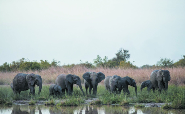 Le parc de la Pendjari se rêve en sanctuaire pour les éléphants d'Afrique de l'Ouest