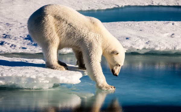 L'ours polaire ne trouve plus assez de phoques pour se rassasier