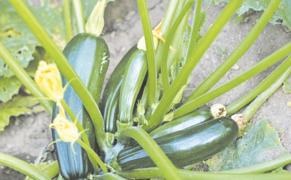 Menace sur la courgette : Le virus New Delhi constitue un danger pour 2.000 hectares d’une plante très prisée par la cuisine marocaine