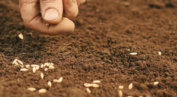 La région de Casa-Settat fournit 35% de la production nationale de semences sélectionnées