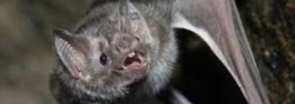 Les secrets des vampires pour ne vivre que de sang