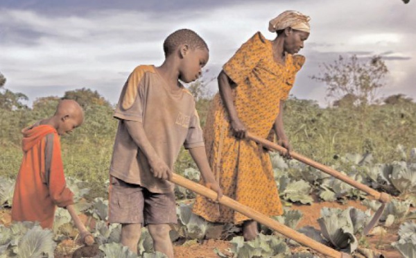 Accaparement des terres agricoles en Afrique : efficacité ou respect des droits ?