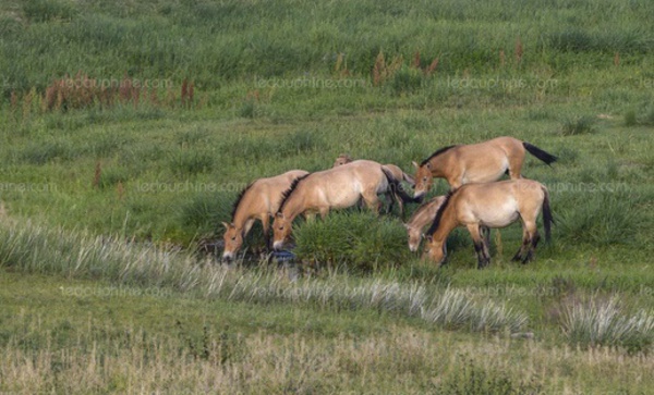 Il n'existe plus de chevaux sauvages sur Terre