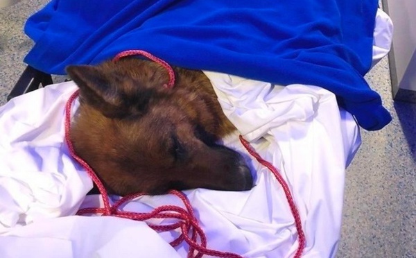 Insolite : Chienne chanceuse