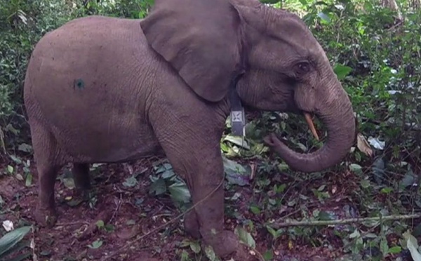 Les éléphants de différentes espèces ne s'accouplent plus entre eux