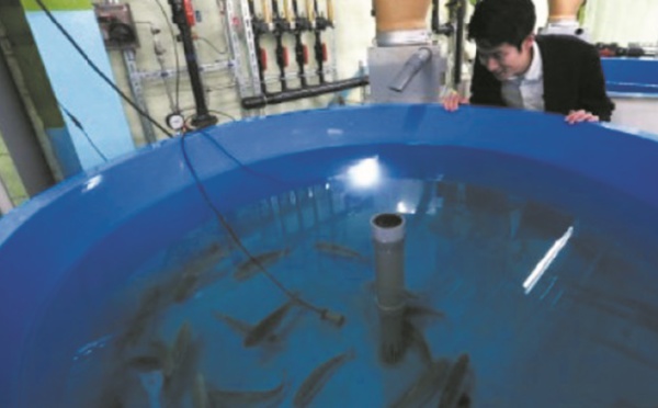 Du saumon élevé sur la terre ferme