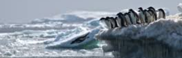 Découverte de  manchots Adélie  isolés en Antarctique