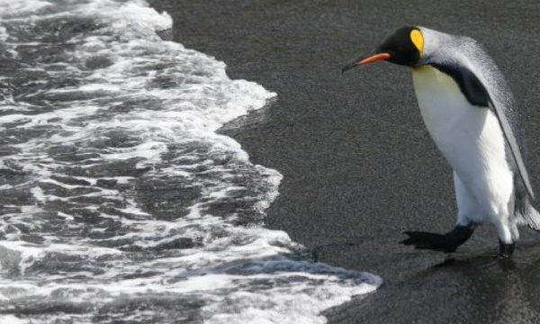 Pour les manchots royaux, l'exil incertain ou la mort