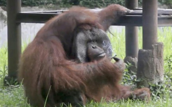 Insolite : Un orang-outan fumeur