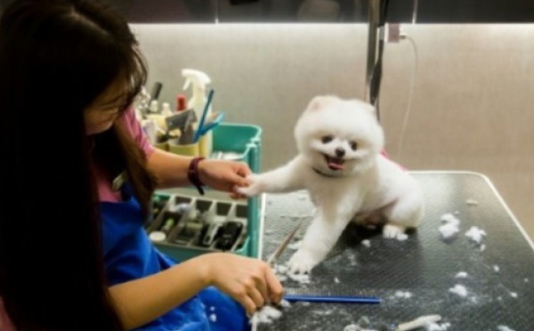 Insolite : Les toutous n'ont pas tous une vie de chien