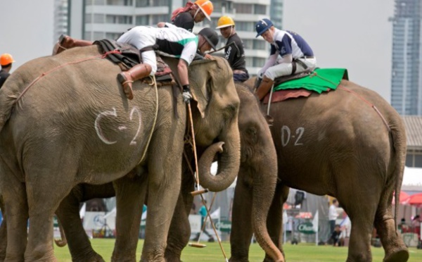 Insolite : Des éléphants joueurs de polo