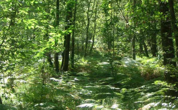 La forêt améliore le bien être de l’homme et agit sur son état de santé : La récréation au naturel