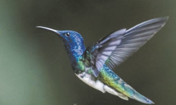 Observer les oiseaux, une passion sans limite d'âge en Colombie